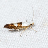 2472.1 – Cherry Fruit Moth – Argyresthia pruniella *
