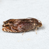  3471  Hickory Shuckworm Moth  Cydia caryana *