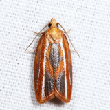 3548 – Eastern Black-headed Budworm Moth – Acleris variana *