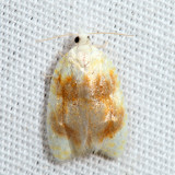 3503 - Oak Leaftier - Acleris semipurpurana 7.13.40