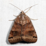8738 - Clover Looper - Caenurgina crassiuscula