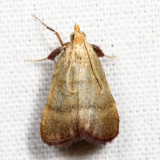 5571 - Drab Condylolomia - Condylolomia participalis *