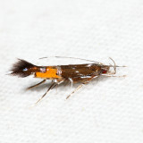 1490 - Cosmopterix gemmiferella *