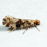 0308 – Scardiella approximatella 7.14.10