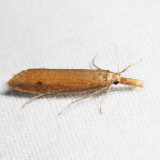 5316 – Donacaula melinellus *
