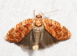 3643  Jack Pine Budworm Moth  Choristoneura pinus 