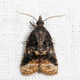 3741 – Platynota semiustana *