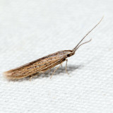 1350 – Coleophora quadruplex 7.17.17