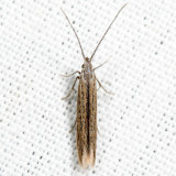1350 – Coleophora quadruplex 7.17.17
