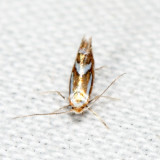 0784 - Cherry Blotch Miner - Phyllonorycter propinquinella*