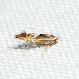 Phyllonorycter sp. 7.17.19