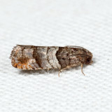 3423 – Larisa subsolana 7.17.20