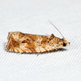 2813 - Olethreutes baccatana *