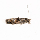 1454.2 – Mompha solomoni *