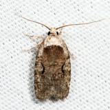 0859 - Curved-line Agonopterix - Agonopterix curvilineella