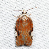 3514 - Acleris cervinana *