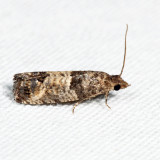 2906  Eye-spotted Bud Moth  Spilonota ocellana *