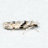 1851 - Stripe-backed Moth - Arogalea cristifasciella