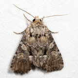 9398 – Eremobina leucoscelis *