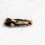 0299 - White-shawled Isocorypha - Isocorypha mediostriatella 7.22.14