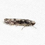 1809 – Coleotechnites Flower Moth – Coleotechnites florae 7.23.9