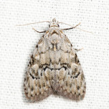 Meganola sp. 7.23.10