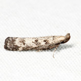 Dichomeris inversella or kimballi 7.23.12