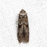 1162 - Acorn Moth - Blastobasis glandulella *