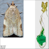 3689 - Clepsis virescana