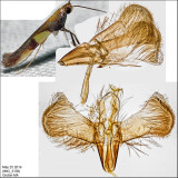 0643 - Caloptilia vacciniella *