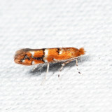 0808 - Cameraria australisella 7.24.3