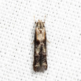 1461.1 - Apple Pith Moth - Blastodacna atra 7.24.5
