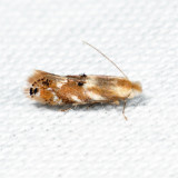 Bucculatrix sp. *