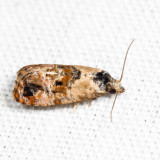 3776 - Hoffman's Cochlid - Cochylis hoffmanana 7.24.7