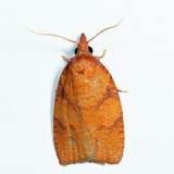 Sparganothis sp. 7.24.10