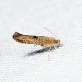 Argyresthia sp. *