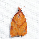 Sparganothis sp. 7.24.13