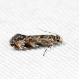 0307 – Dryadaula visaliella 7.24.15