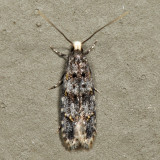 Homosetia sp. undescribed 7.24.16