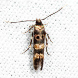1609 - Stilbosis tesquella 7.24.18