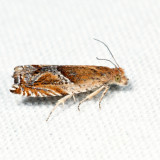 3374 - Strawberry Leafroller - Ancylis comptana 
