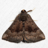 8447 - Gray-edged Hypena - Hypena madefactalis