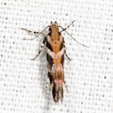 1761 - Garden Webworm Moth - Aristotelia roseosuffusella