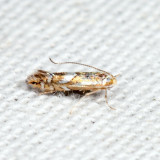 Phyllonorycter (Rosaceae-feeding species)