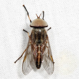 Striped Horse Fly - Tabanus lineola