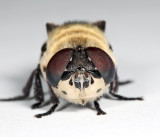 Bot Flies - Oestridae