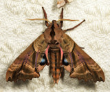 7824 - Blinded Sphinx - Paonias excaecata