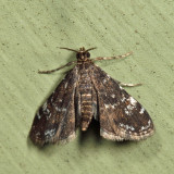 4754  Elophila tinealis