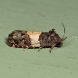 3184.1 Epiblema glenni