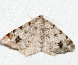 6343 Six-spotted Angle Macaria sexmaculata